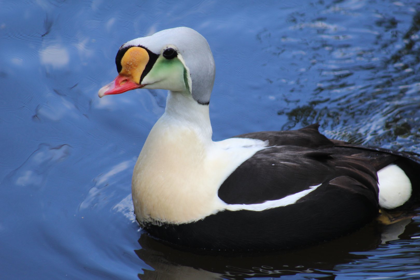 King Eider