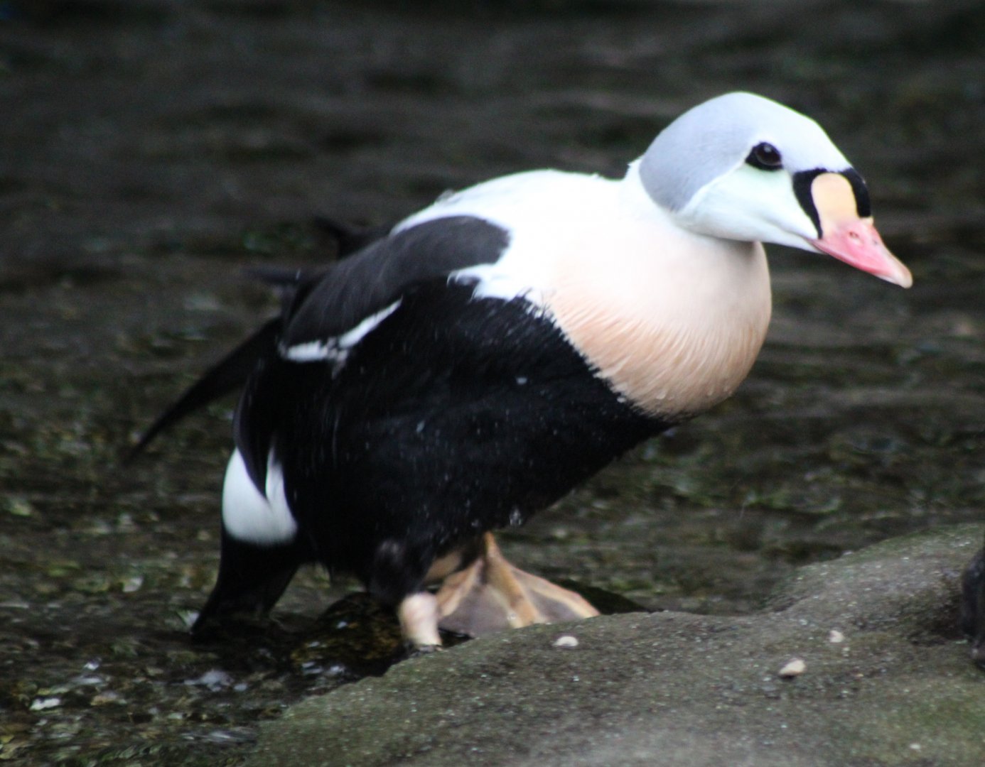 King eider