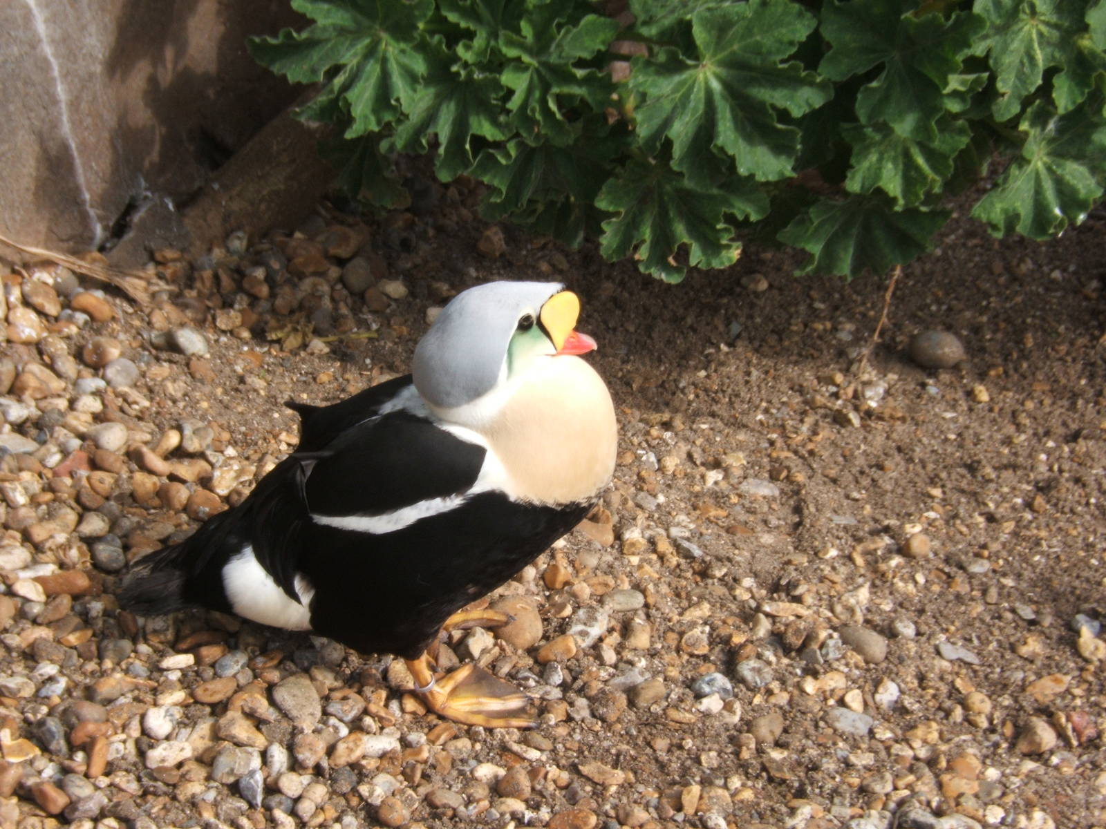 King Eider
