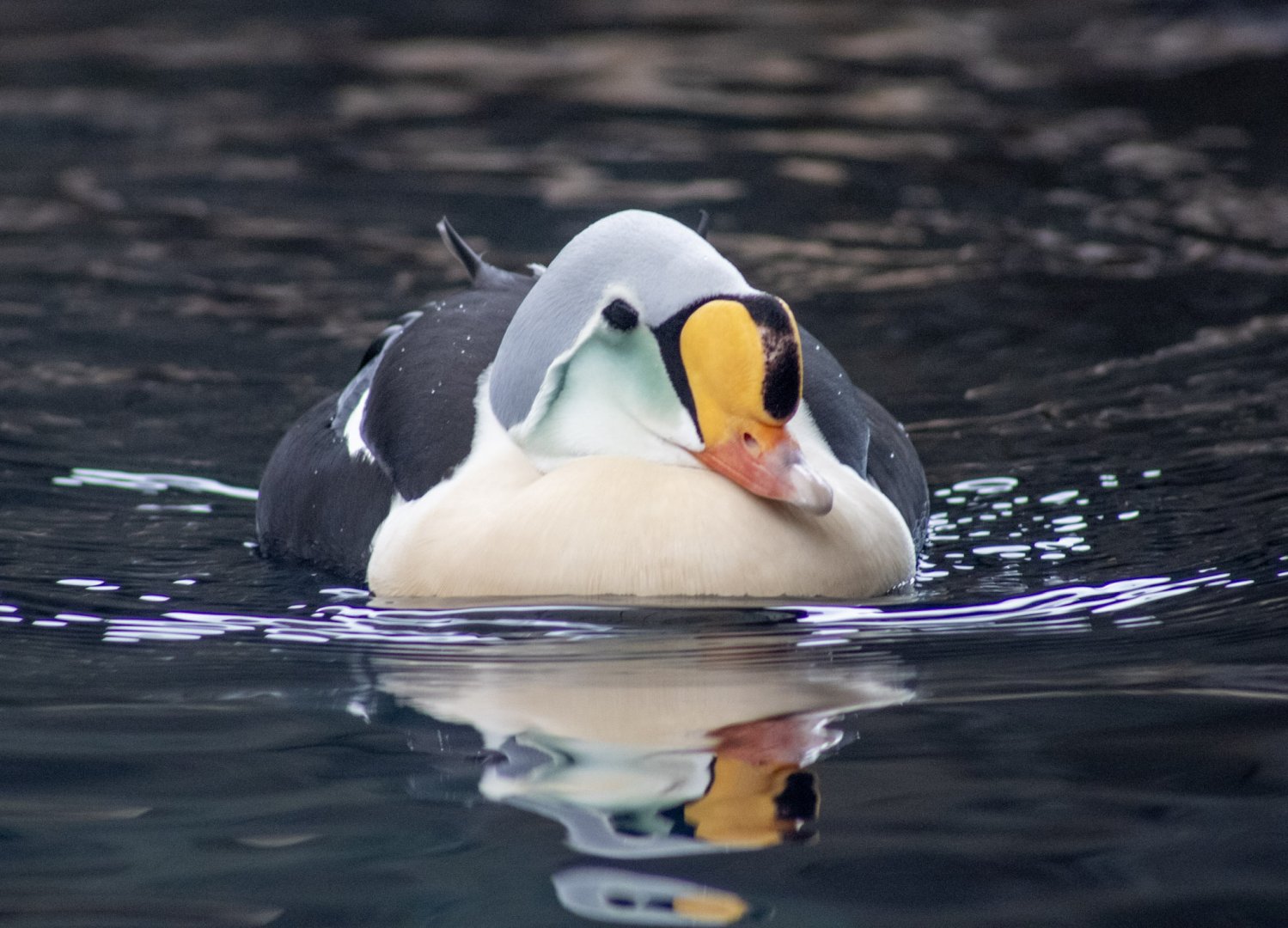 King Eider