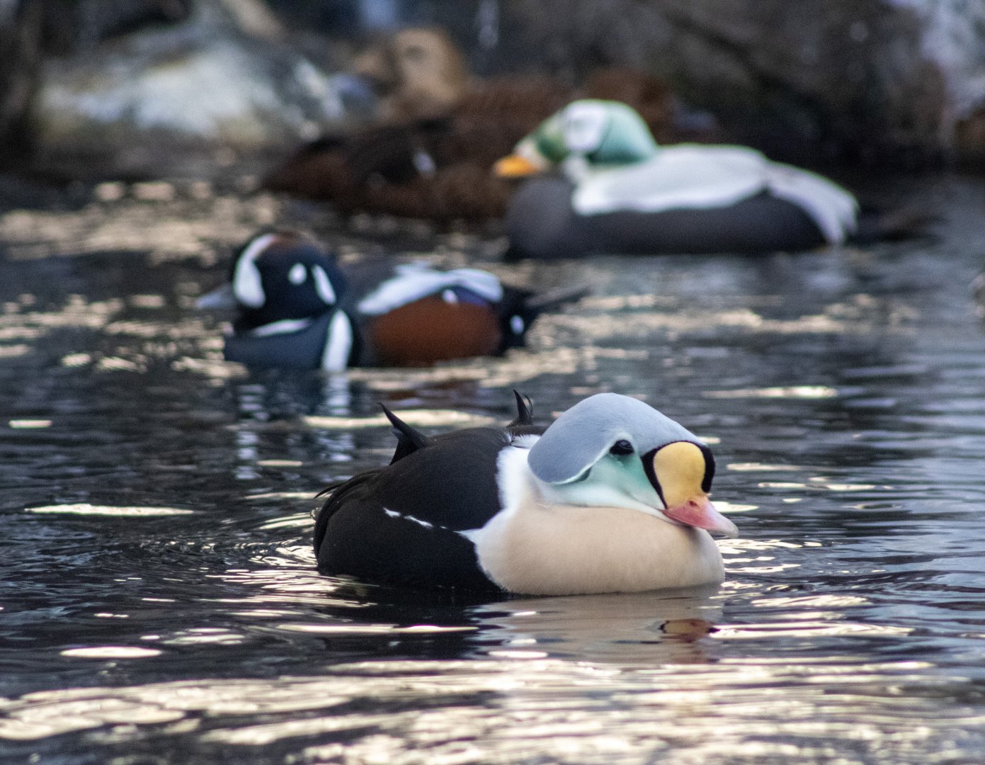 King Eider