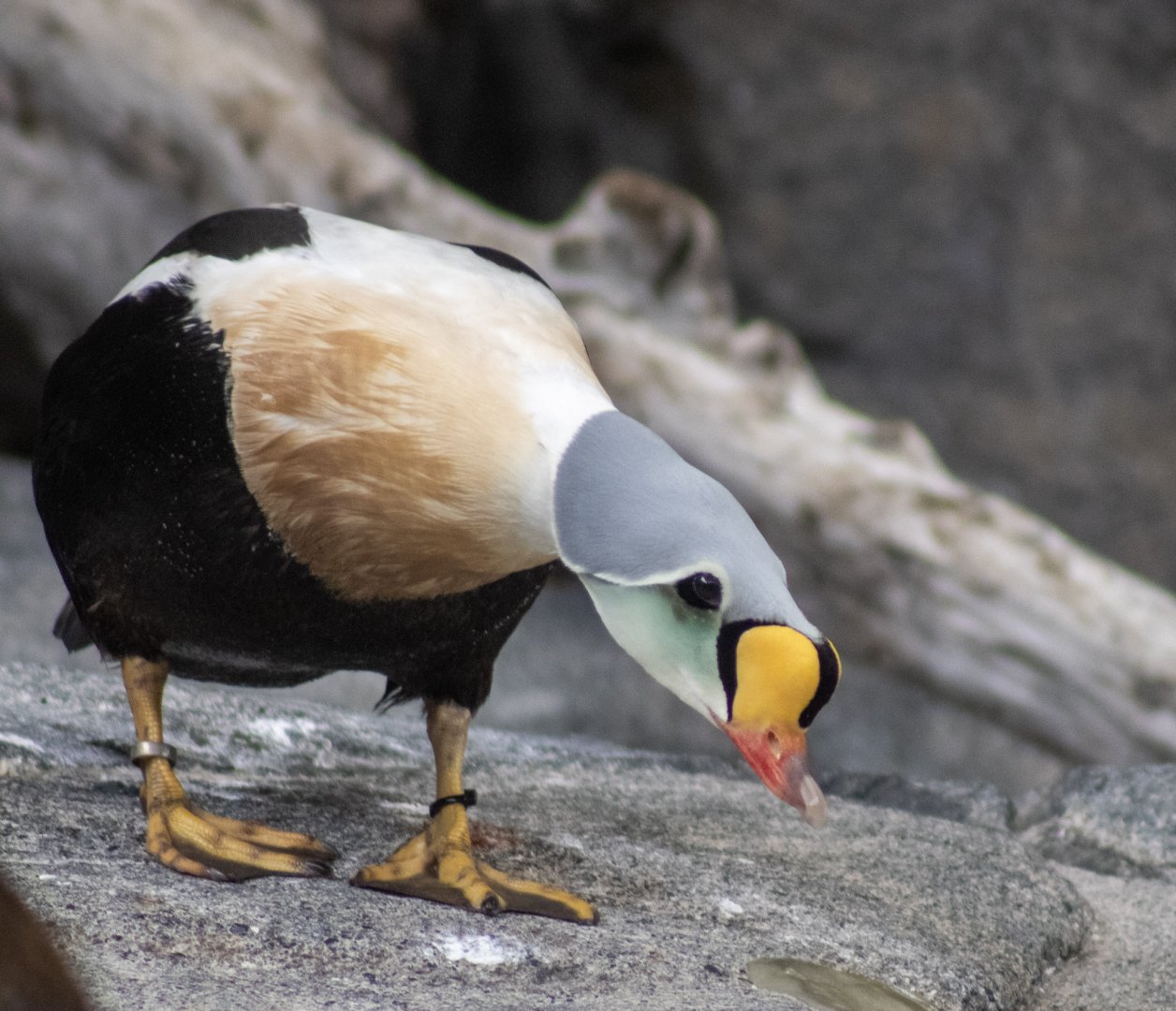 King Eider