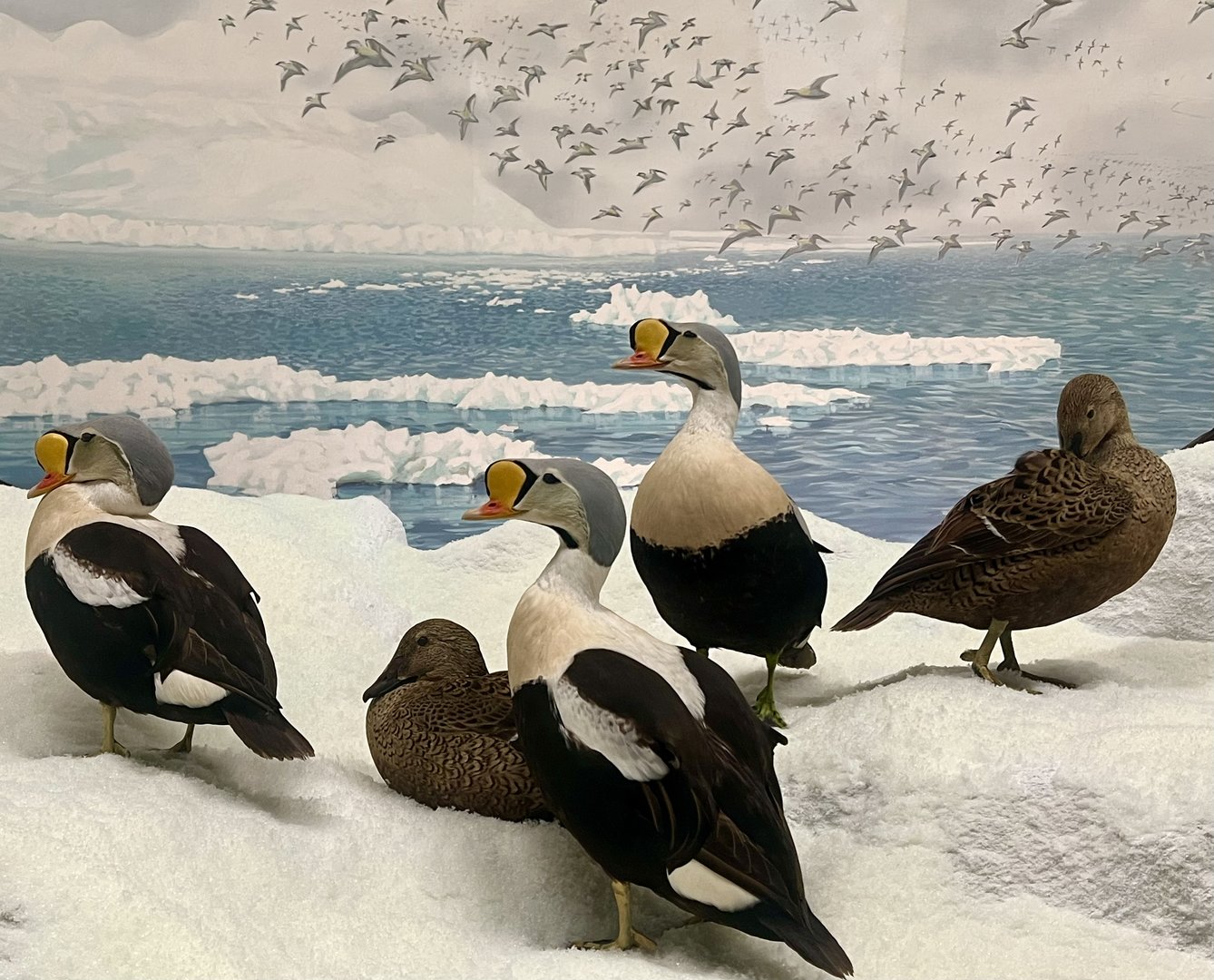 King Eiders