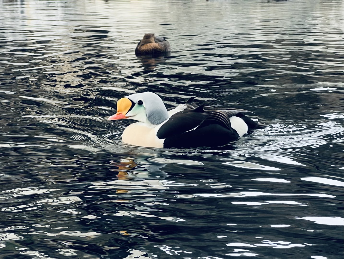 King Eiders