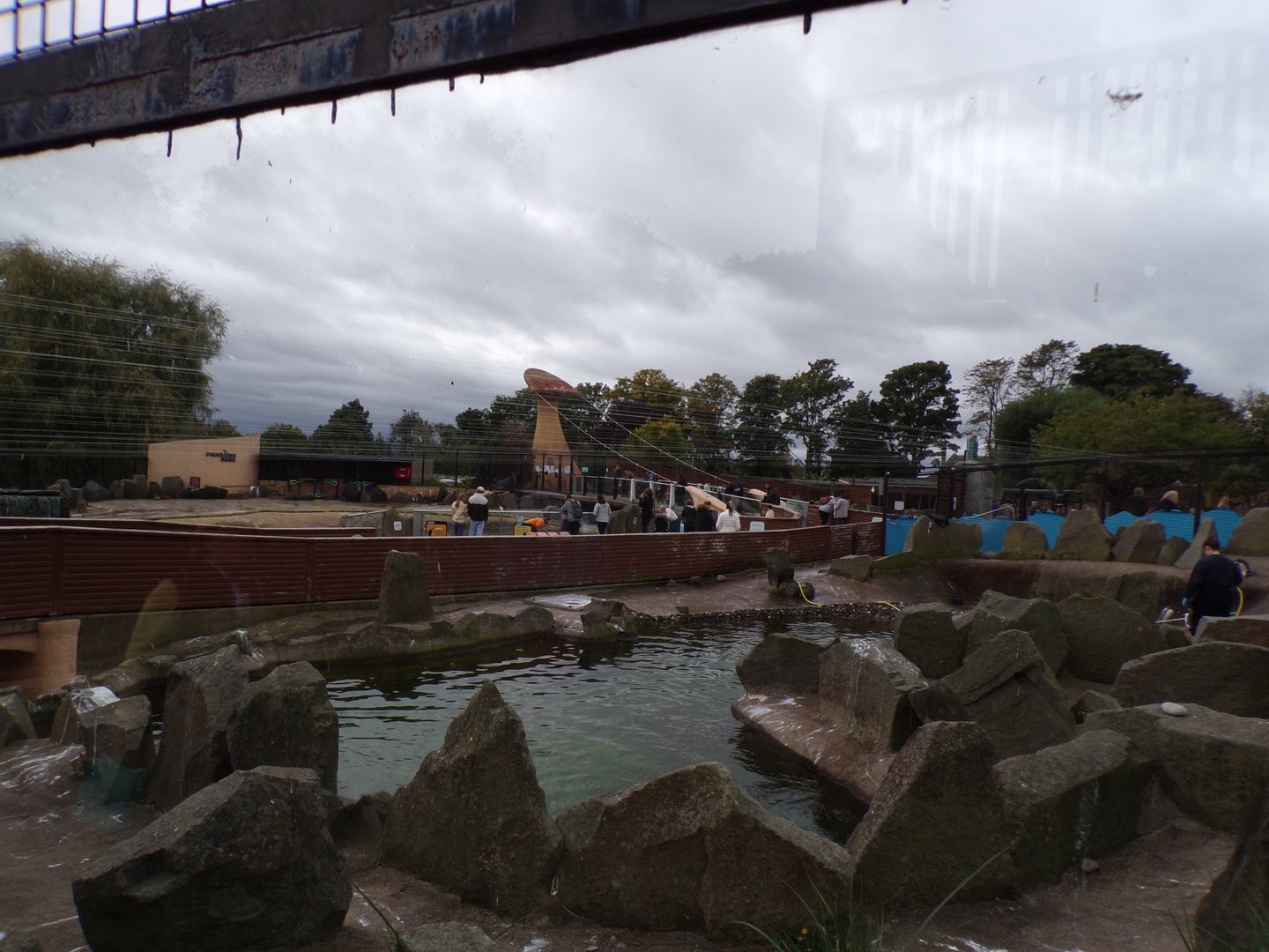 King, Gentoo and Northern Rockhopper penguin enclosure