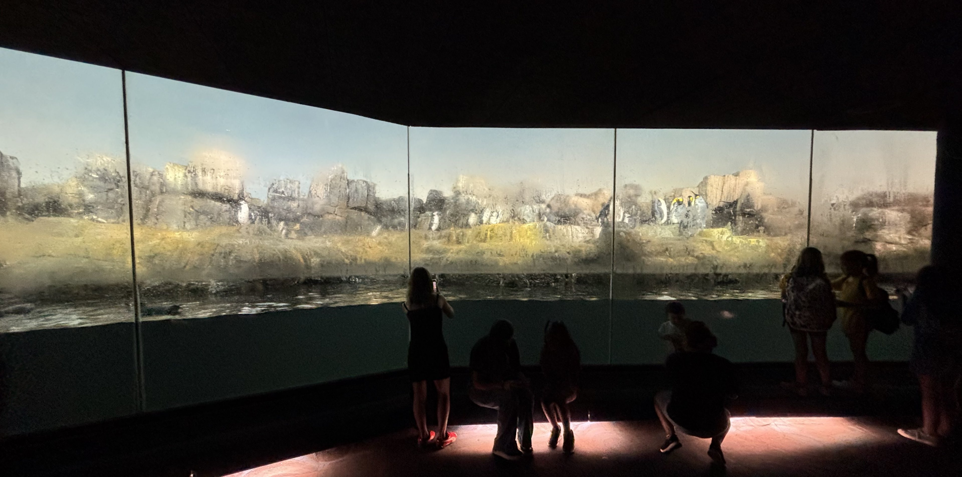 King/Gentoo/Chinstrap/Macaroni Penguins