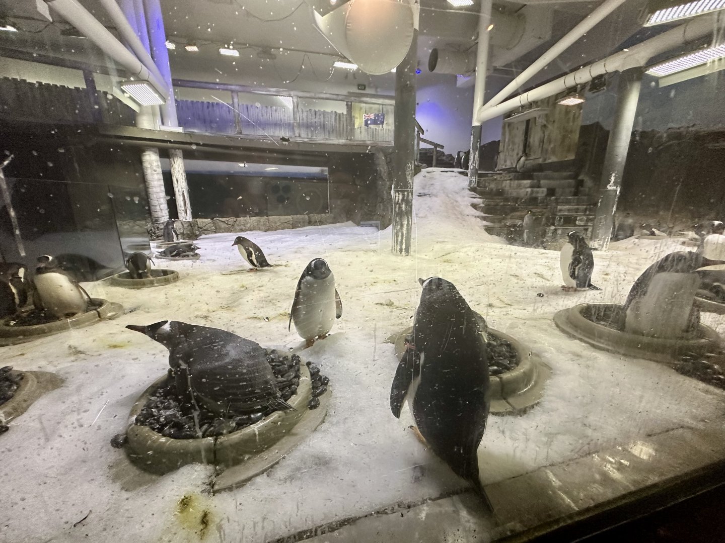 King/Gentoo Penguin Exhibit