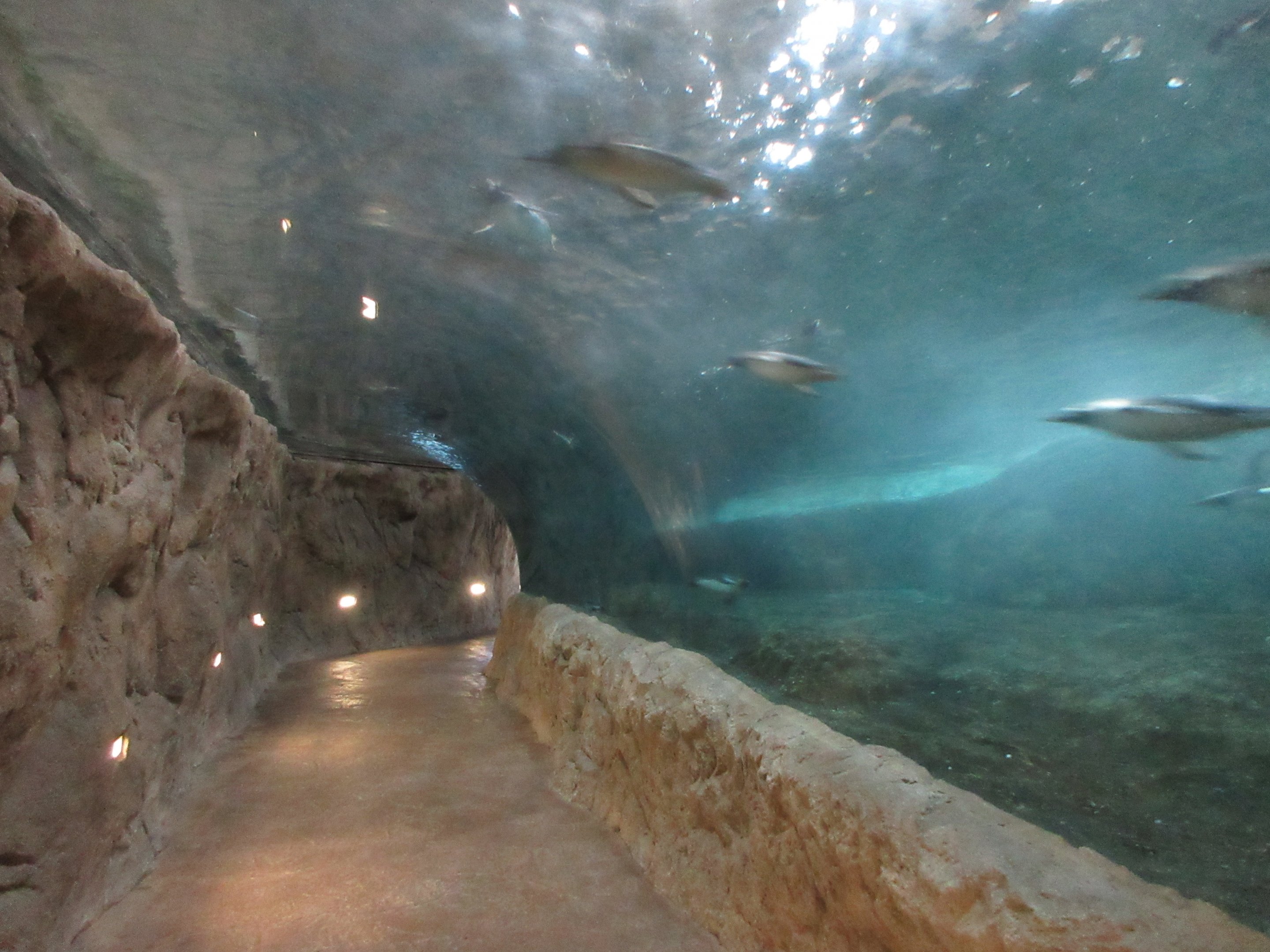 King/Gentoo Penguin Tunnel