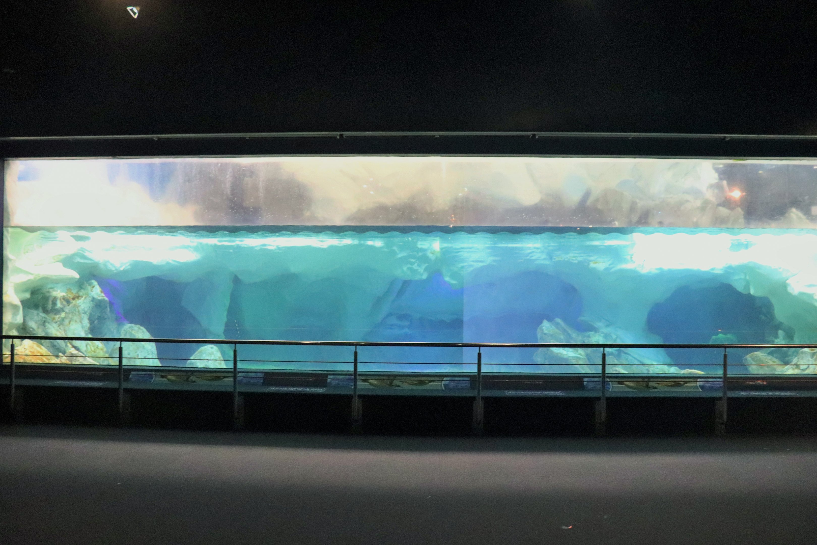 King/Gentoo Penguin Underwater Viewing