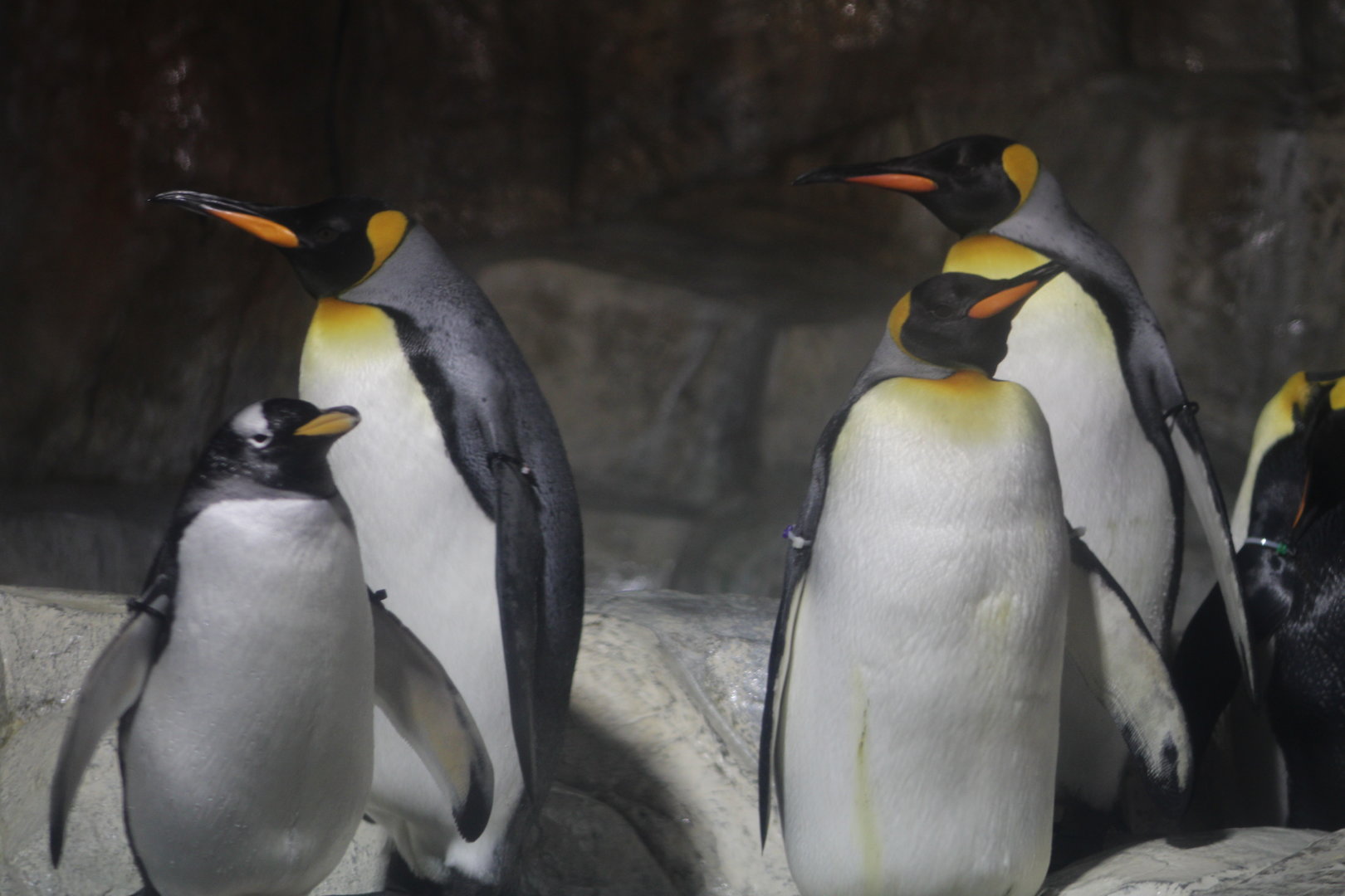 King/Gentoo Penguins