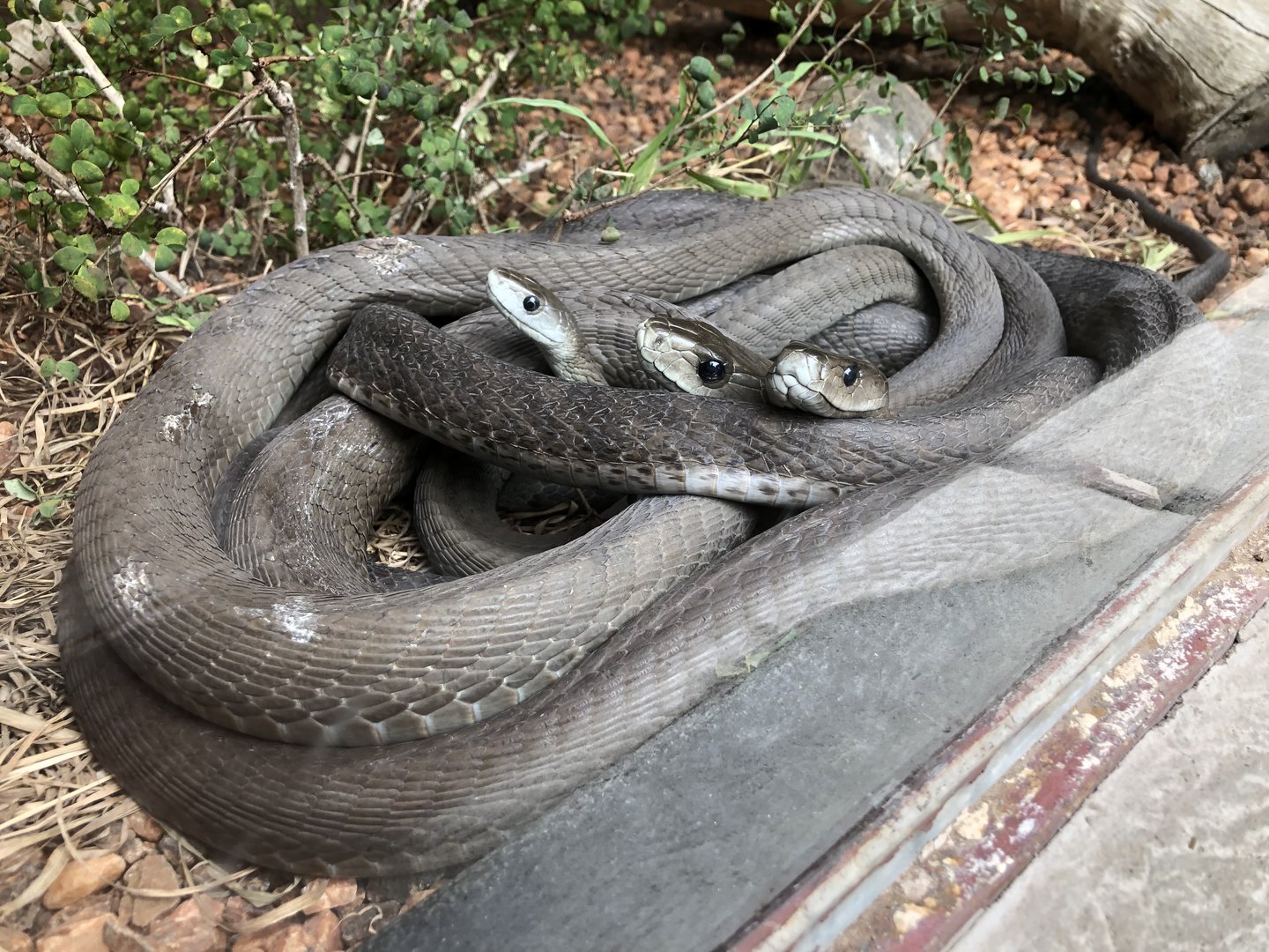 King Ghidorah...but he's a black mamba