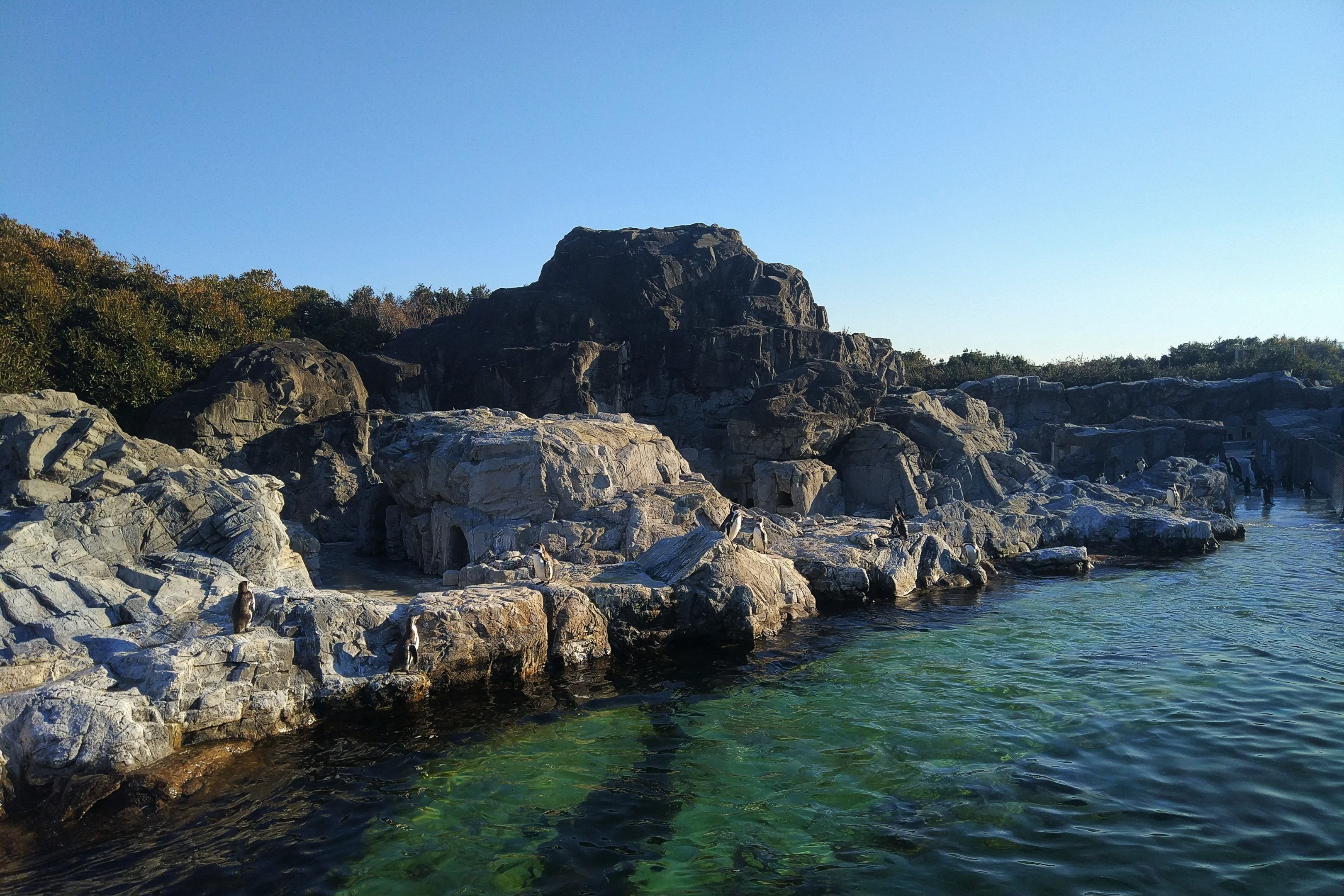 King, Humboldt and Southern Rockhopper Penguin Exhibit