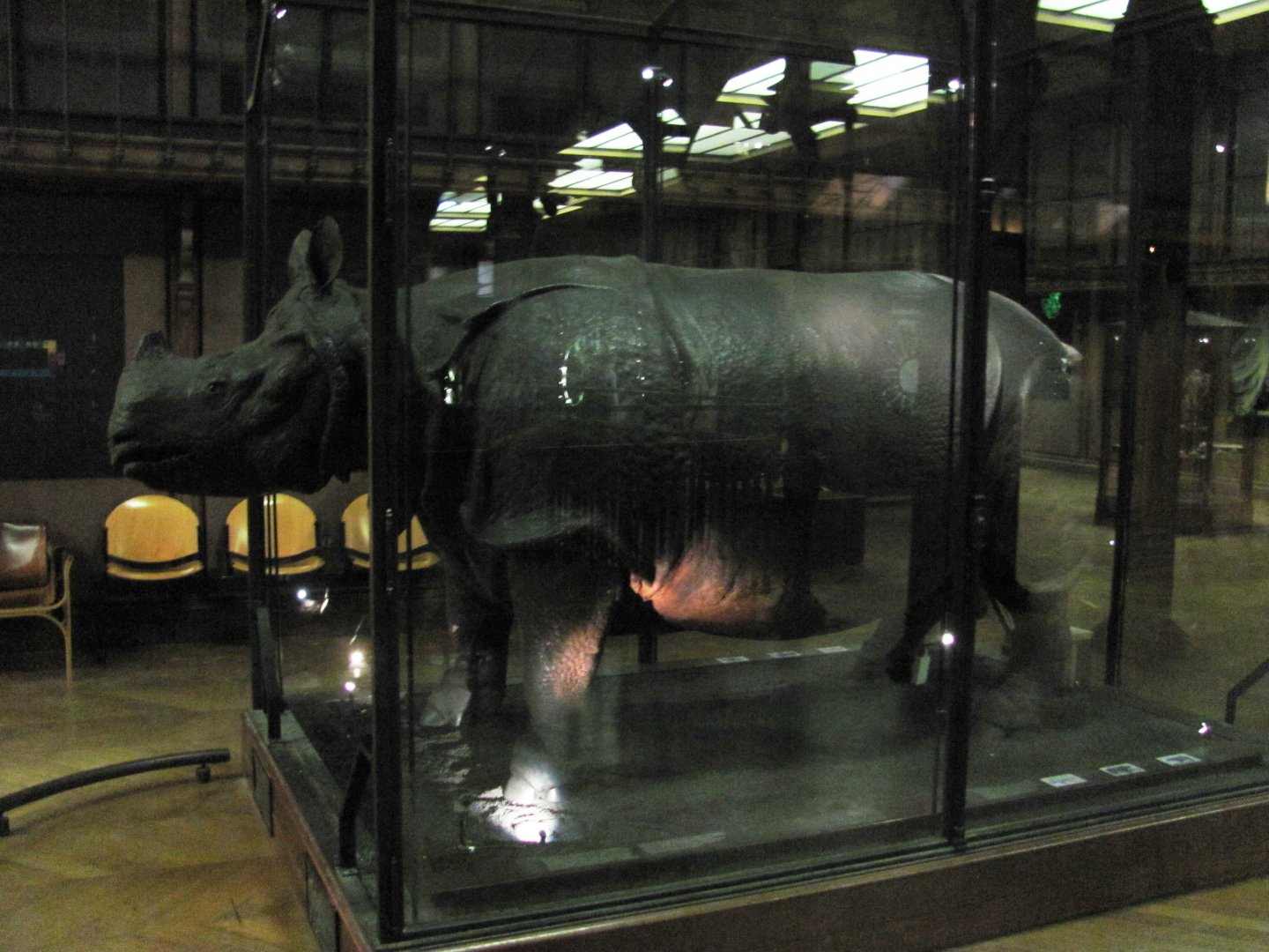 King Louis 15th's Rhinoceros