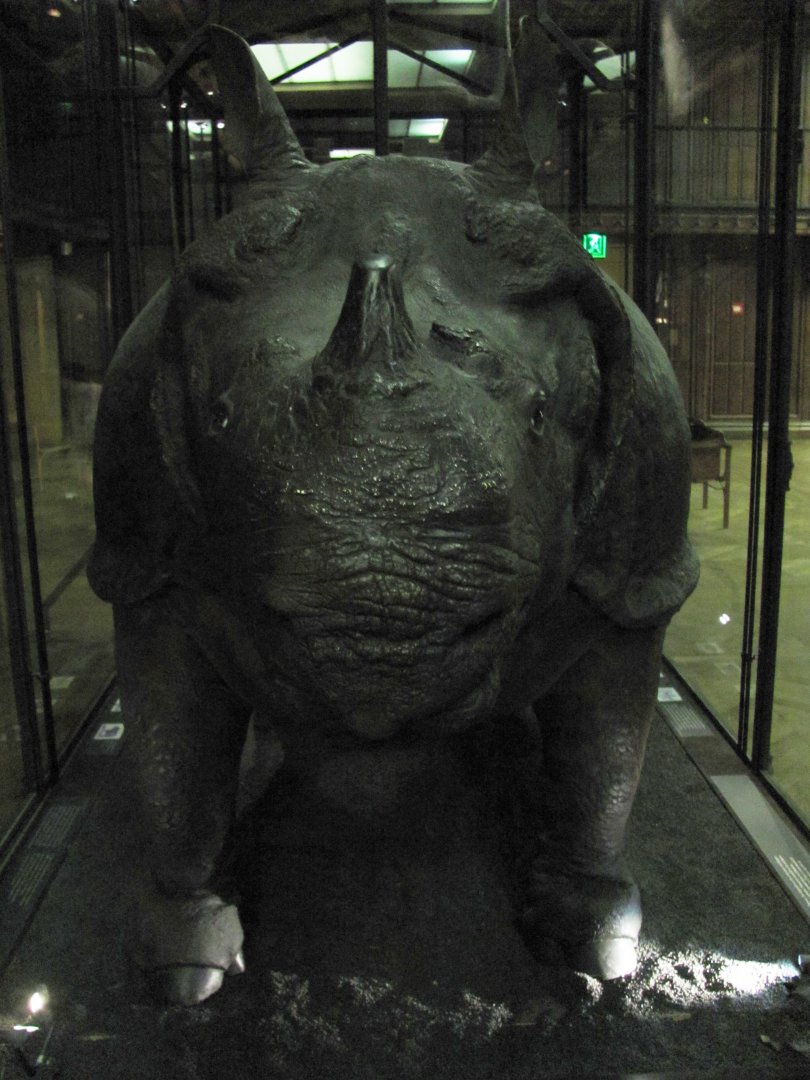King Louis 15th's Rhinoceros