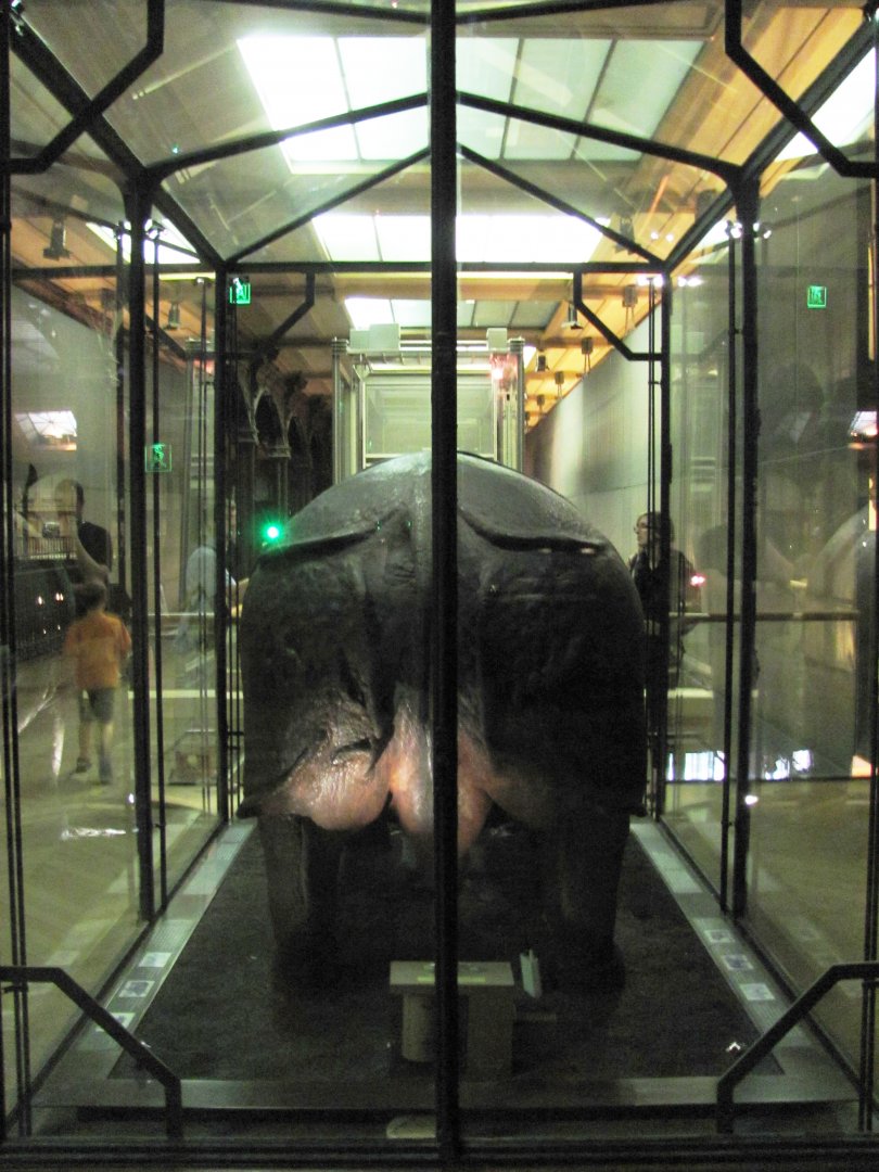 King Louis 15th's Rhinoceros