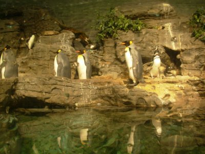 King, Magellanic, and Southern rockhopper penguins