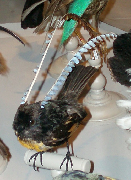 King of Saxony bird of paradise (Pteridophora alberti) - taxidermy