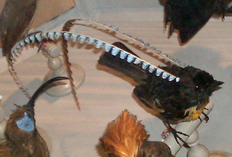 King of Saxony bird of paradise (Pteridophora alberti) - taxidermy
