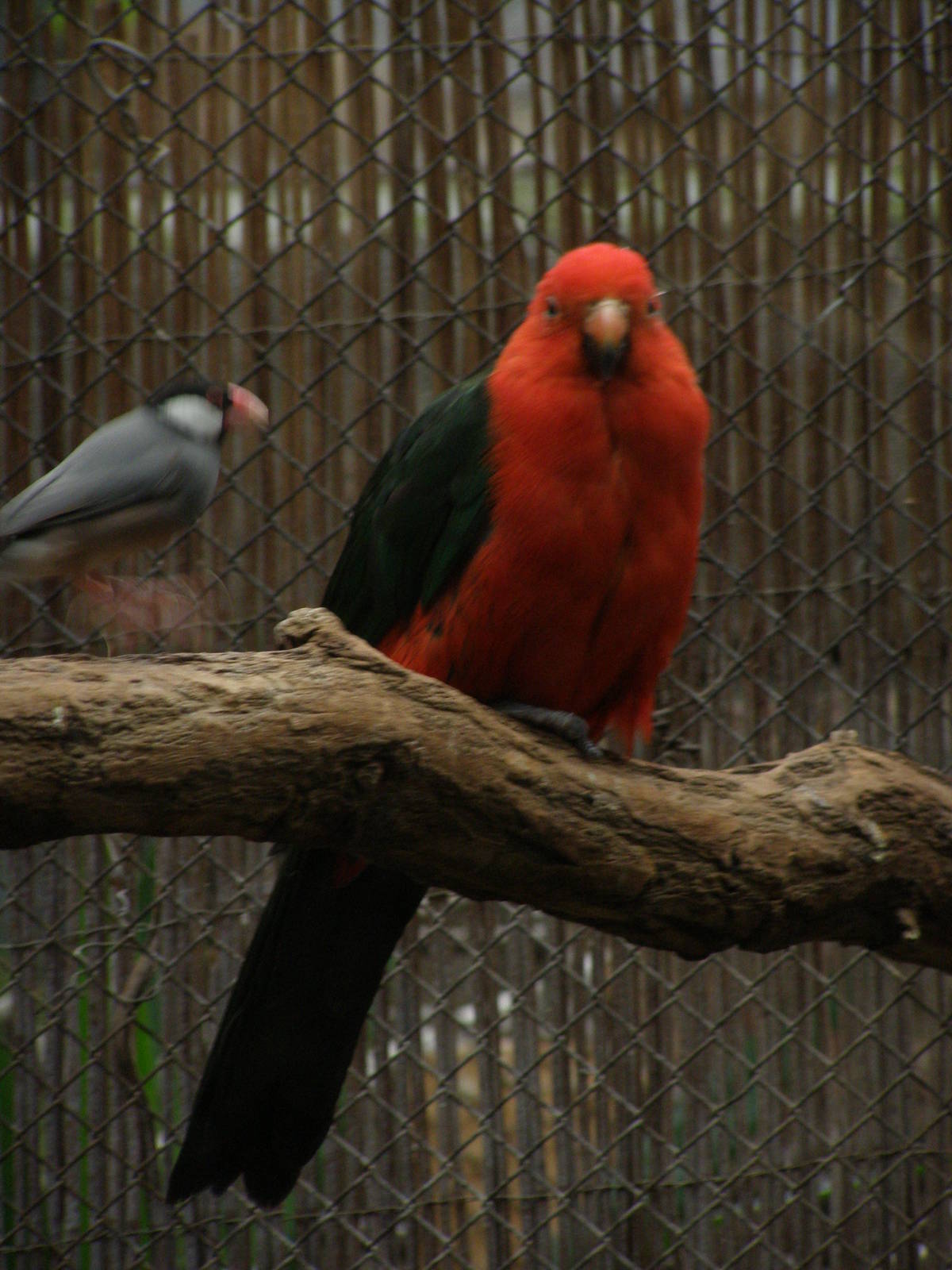 king parrot (Alisterus scapularis)