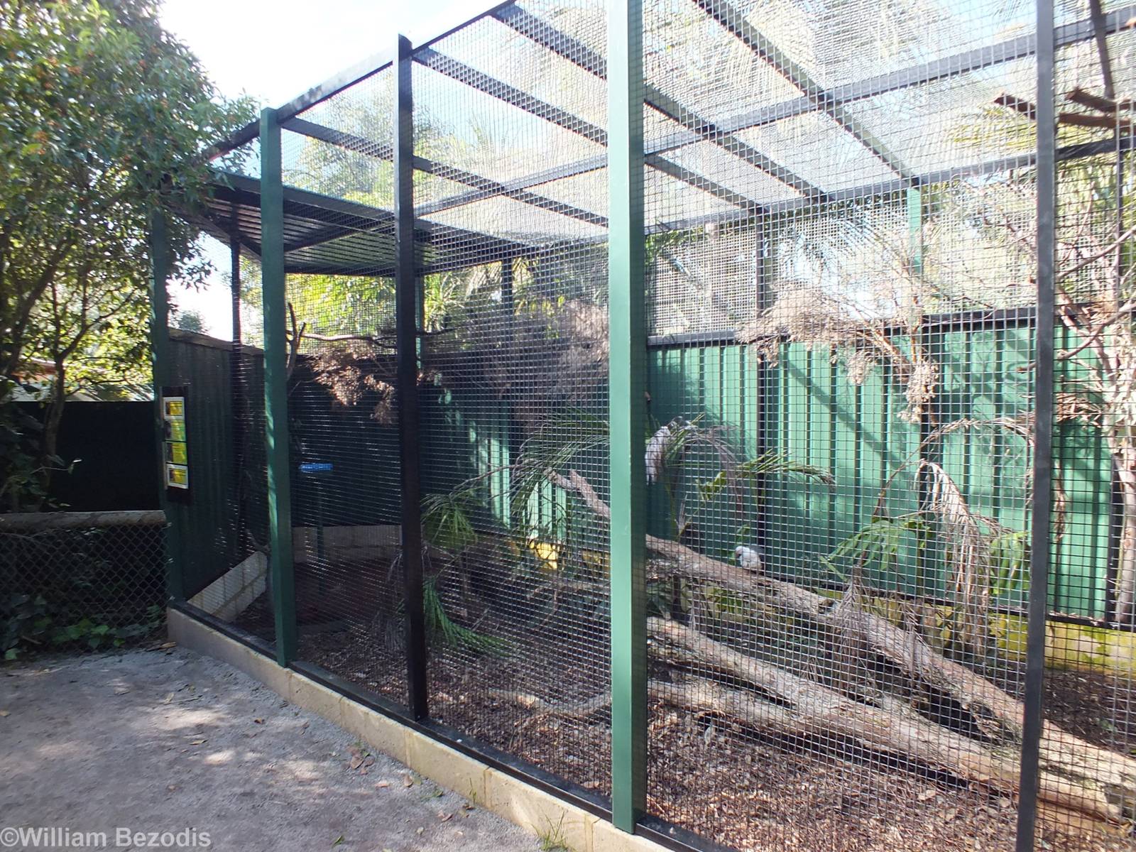 King Parrot, Black-breasted Buttonquail, Green Catbird, and Rose-crowned Fr