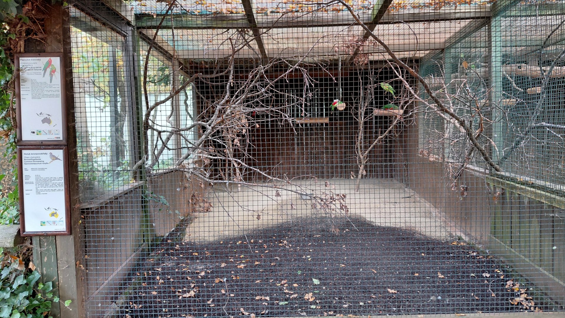 King parrot + bronzewing aviary
