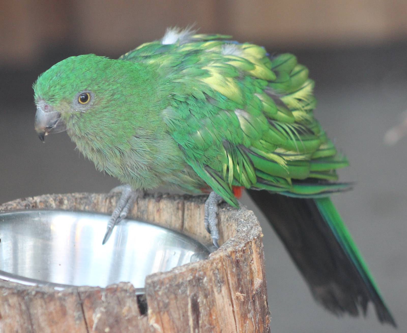 King parrot female