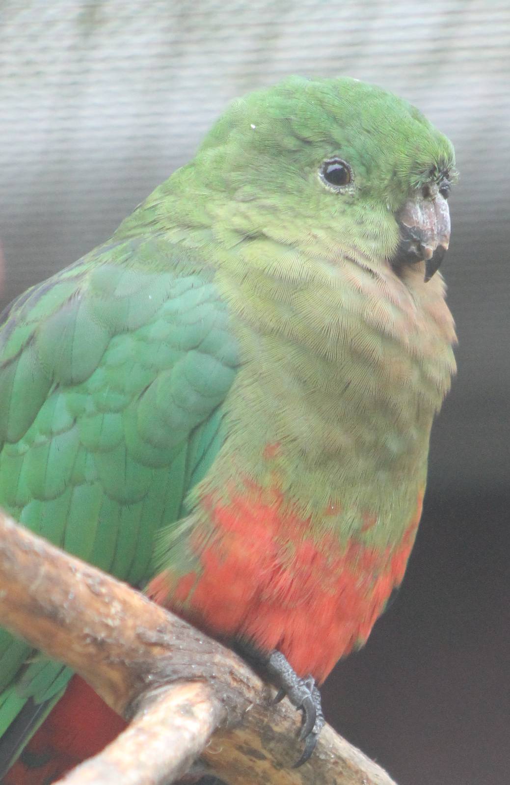King parrot female