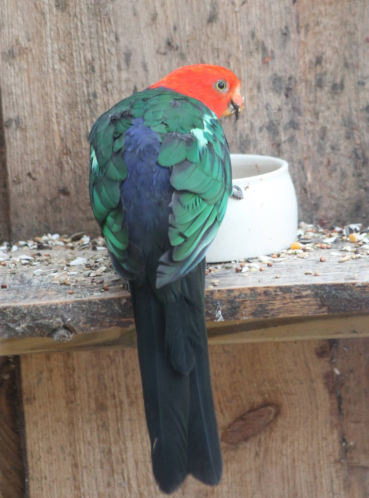 King parrot male