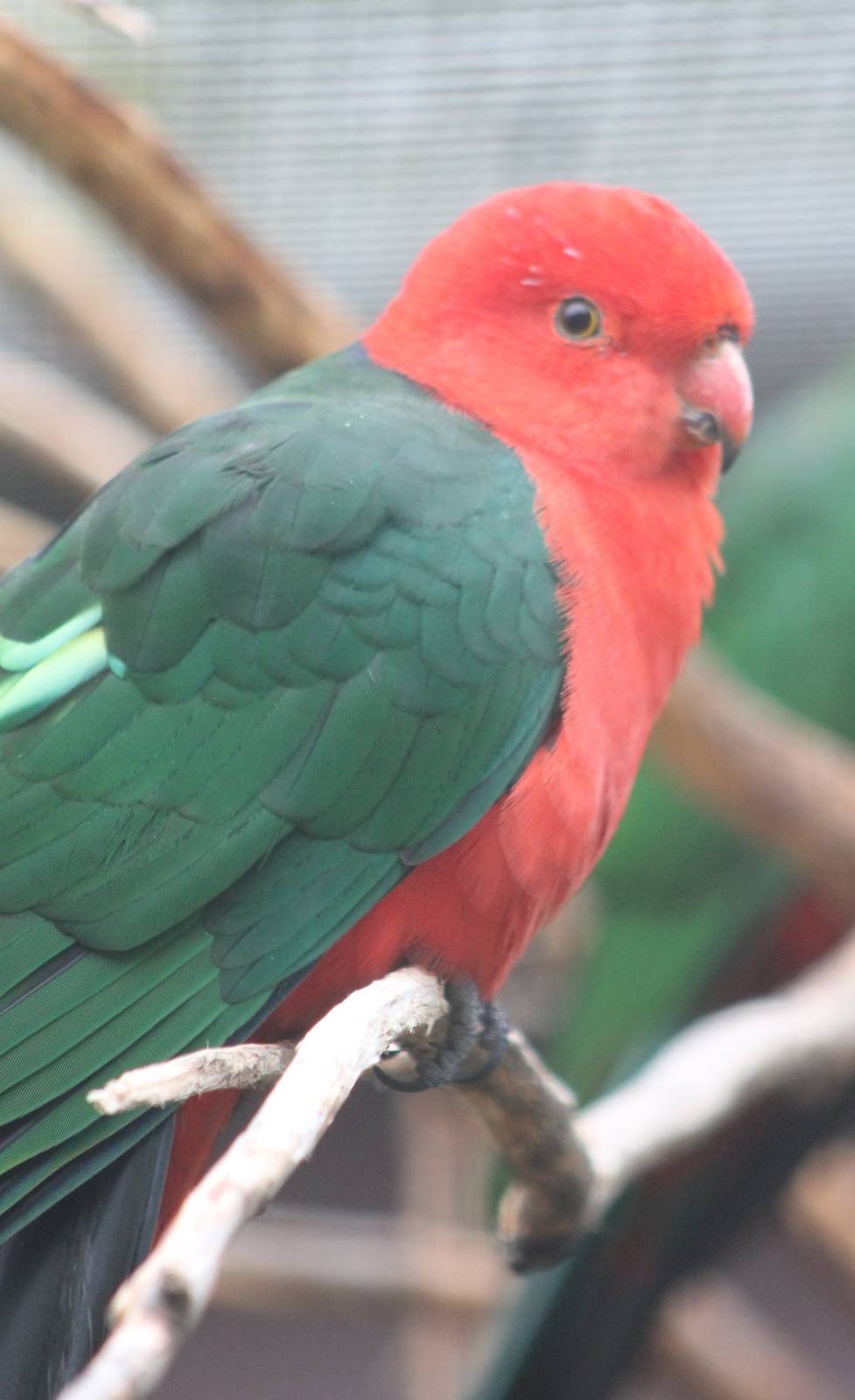 King parrot male