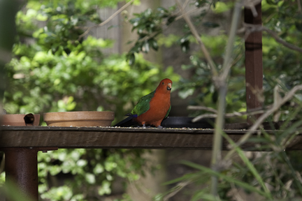 King Parrot Male