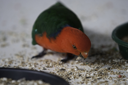 King Parrot Male