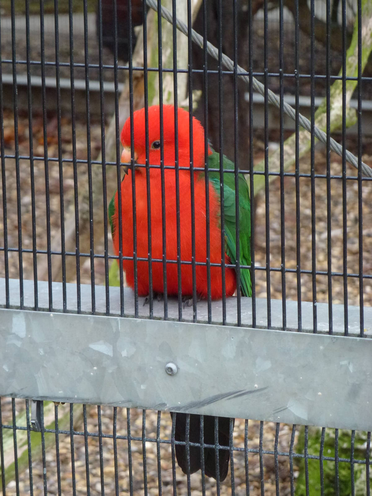 King parrot, November 2013.