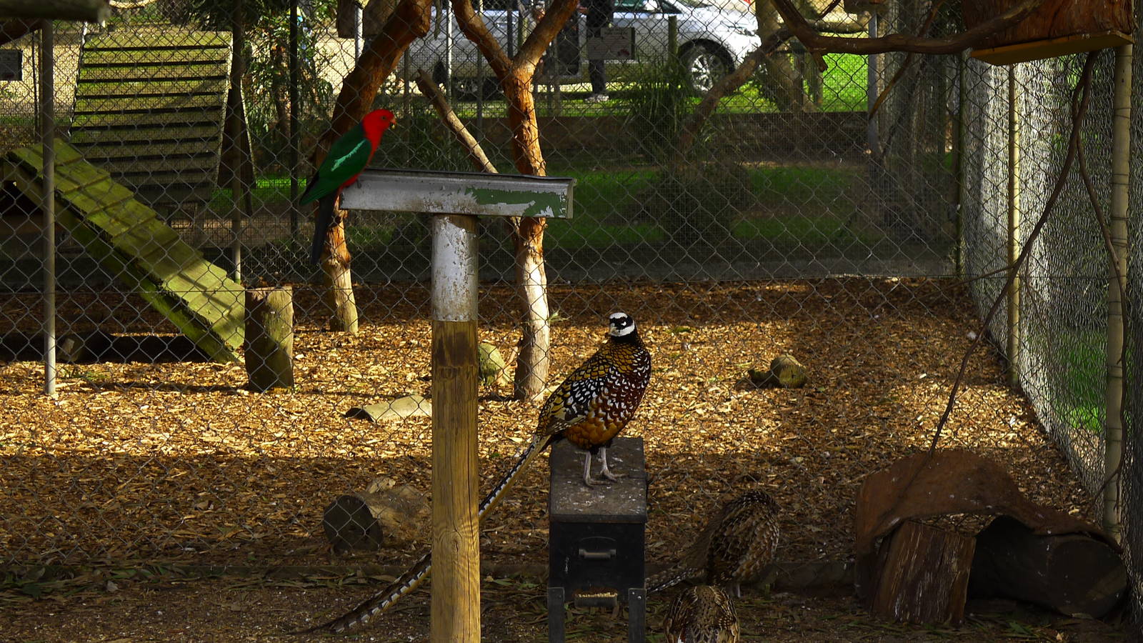 King Parrot & Reeves's Pheasants