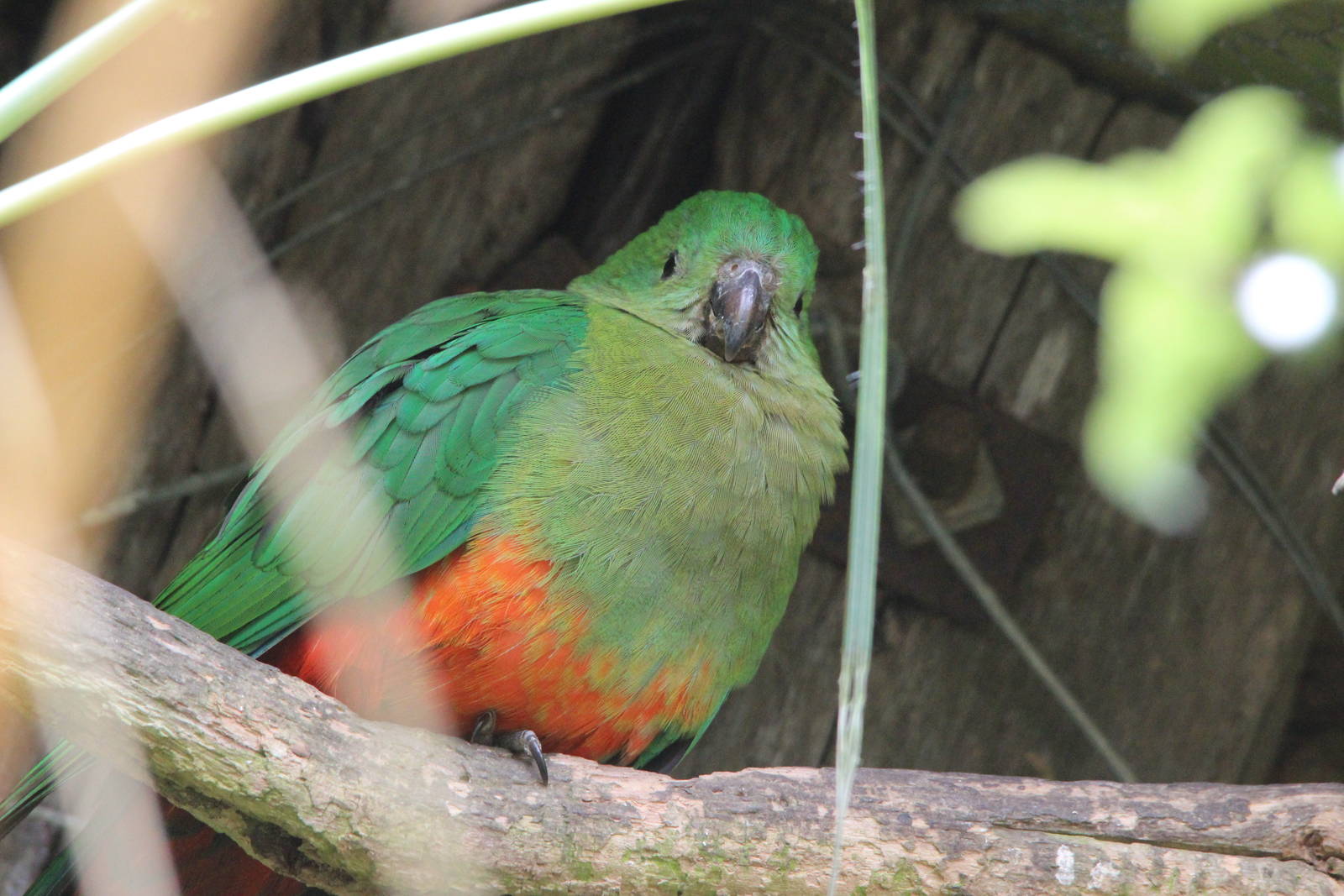 King Parrot, Staglands