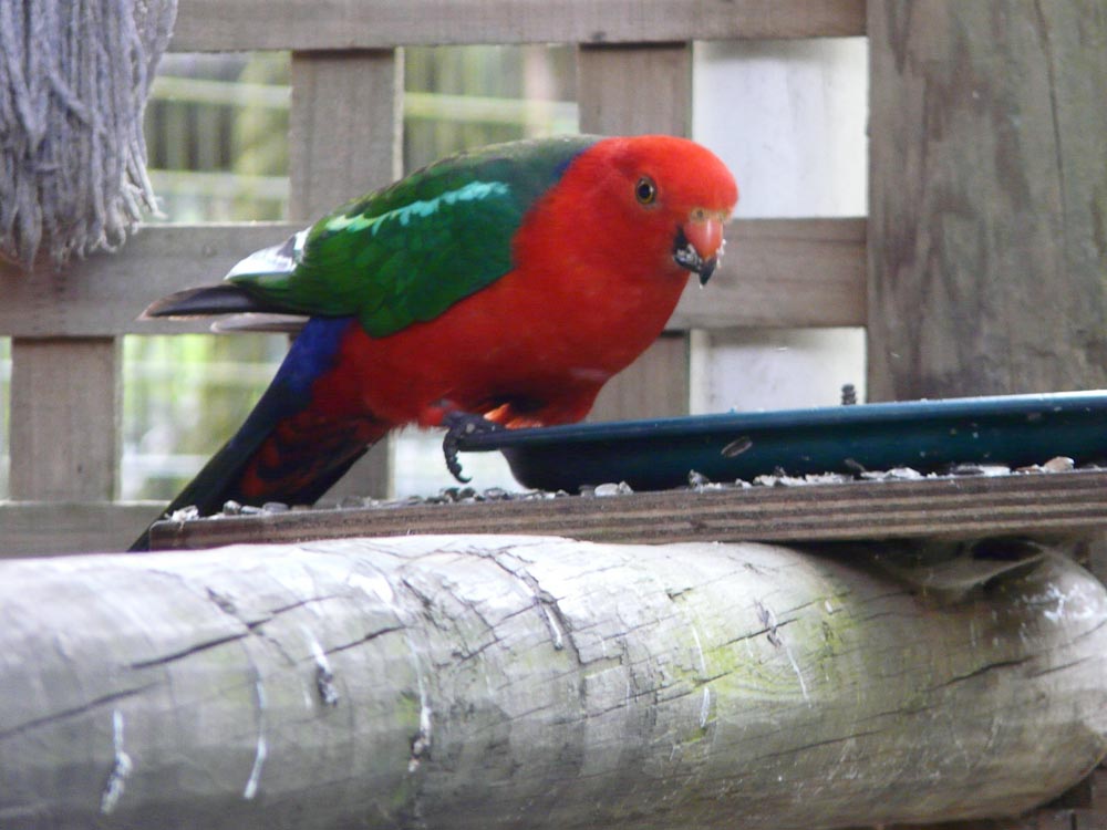 King parrot - wild