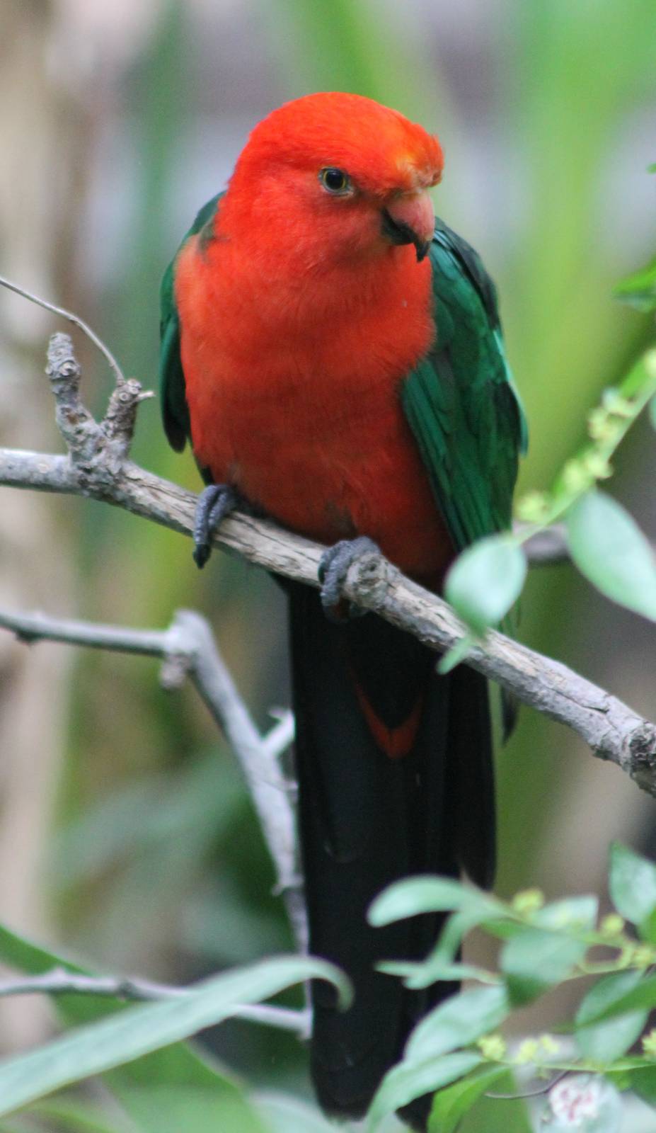 King parrot