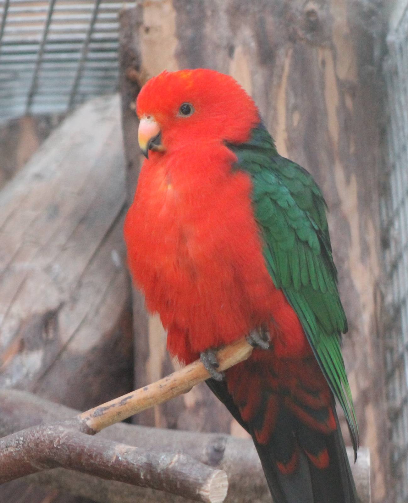King parrot