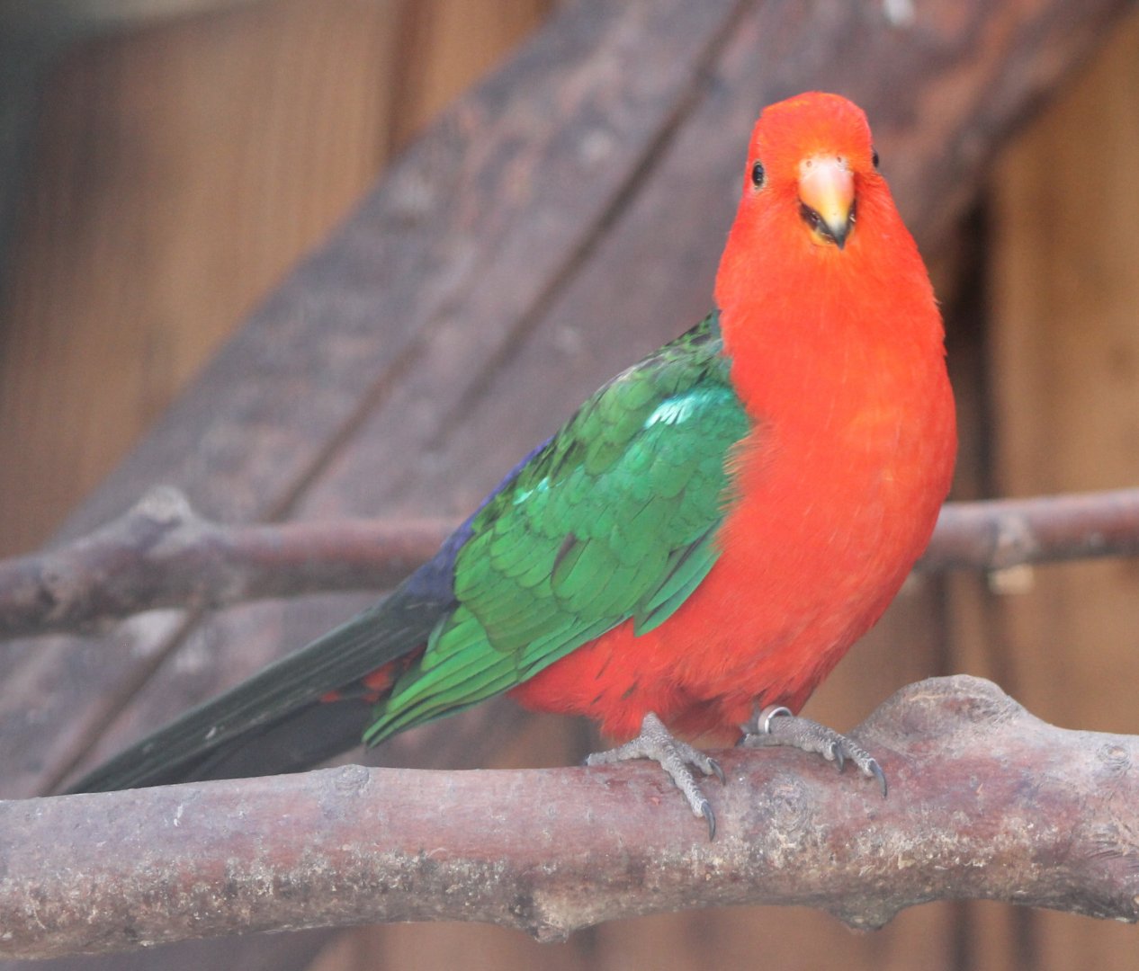 King parrot