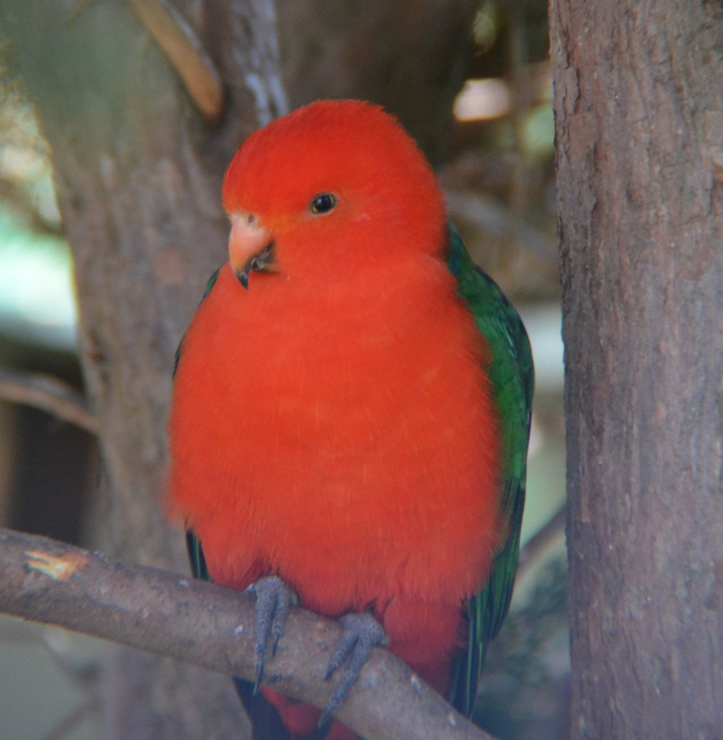 King parrot