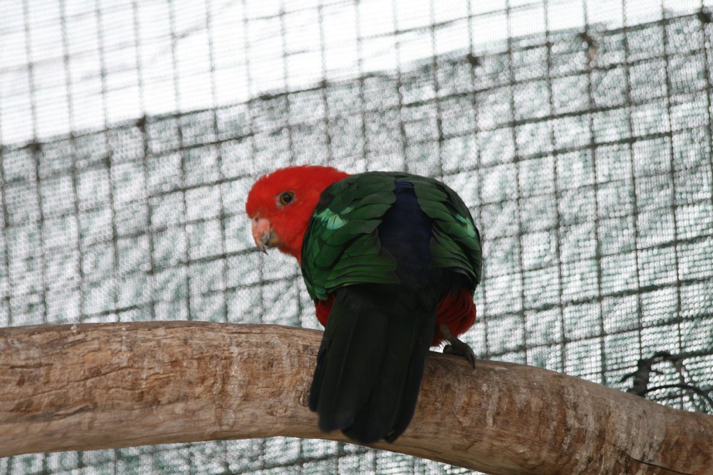 King Parrot