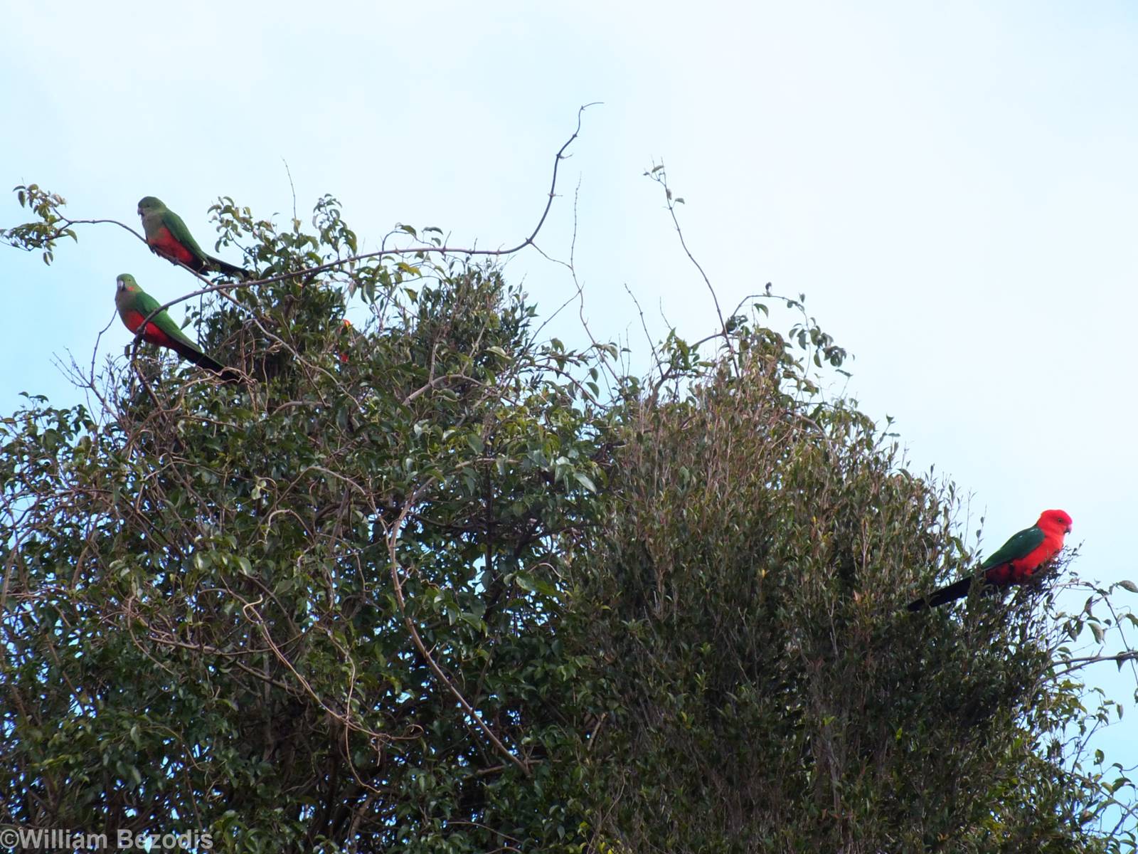 King Parrots - Lamington National Park