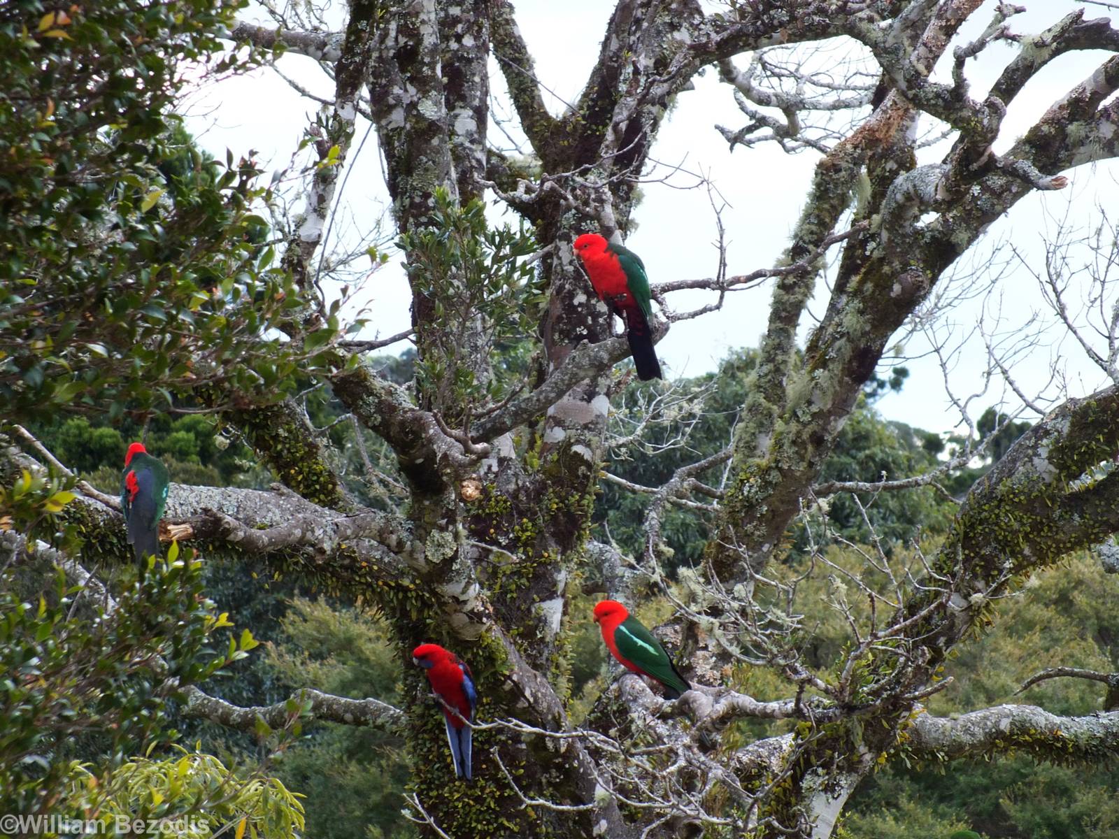 King Parrots - Lamington National Park