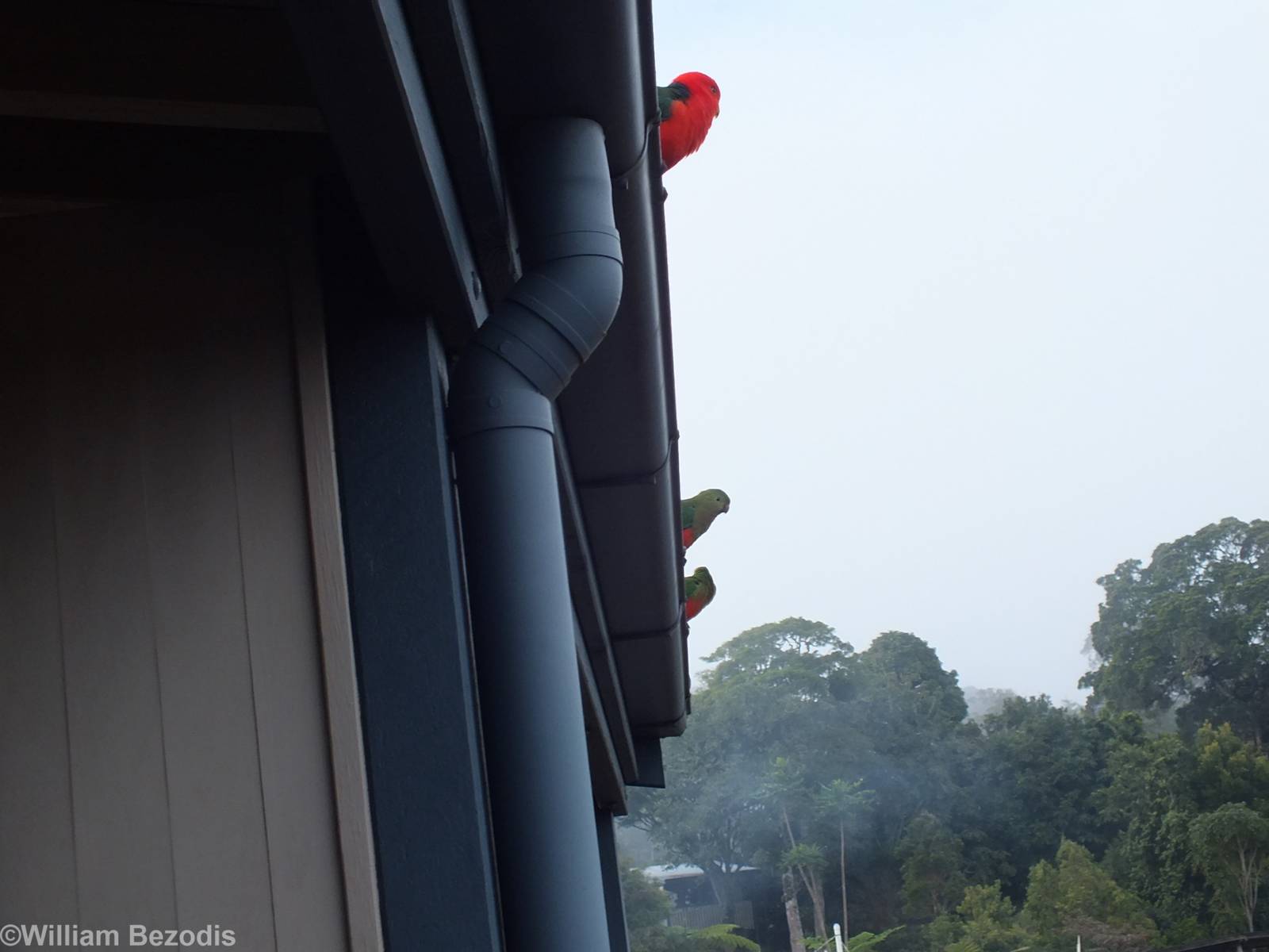 King Parrots- Lamington National Park