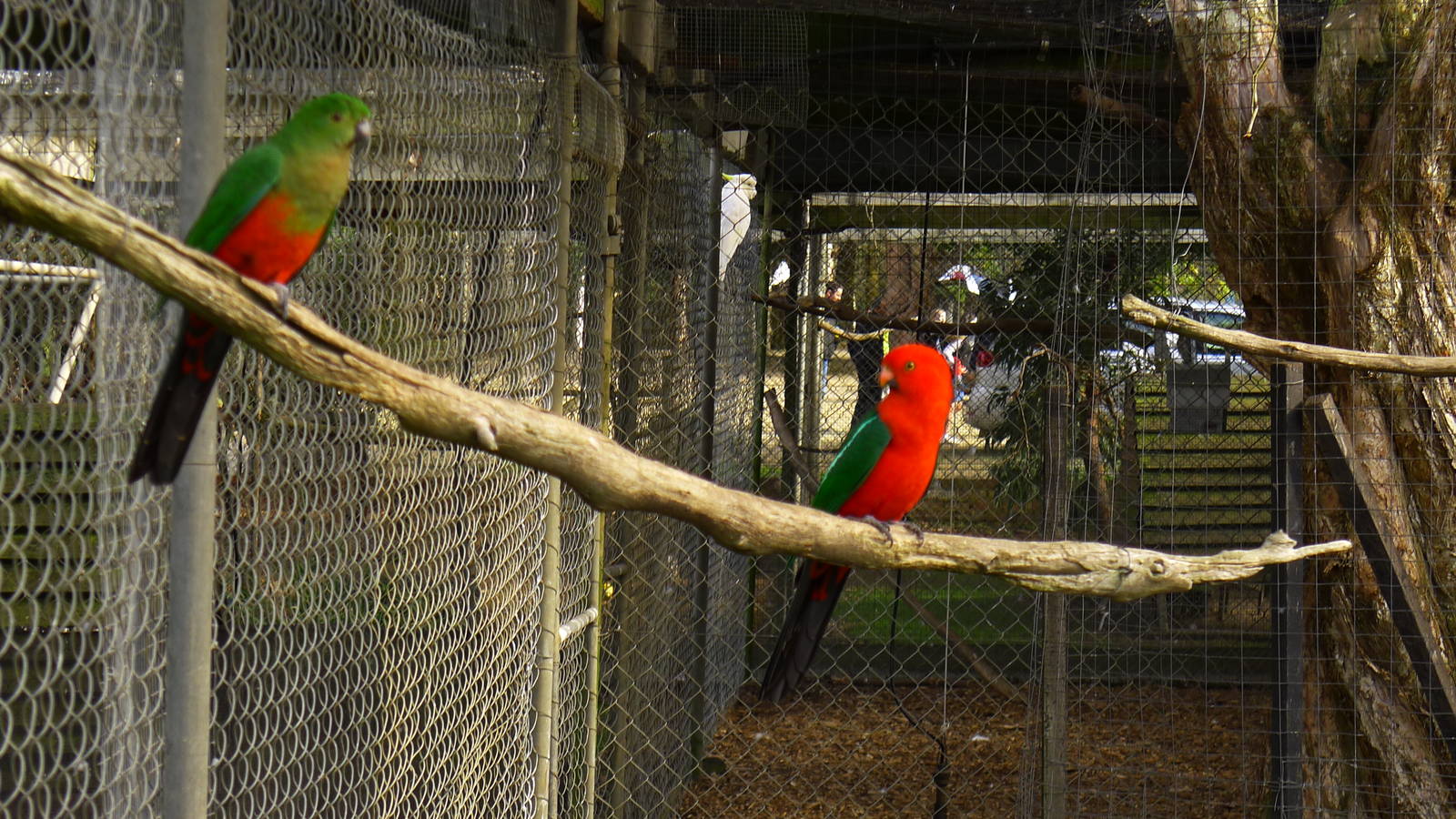 King Parrots