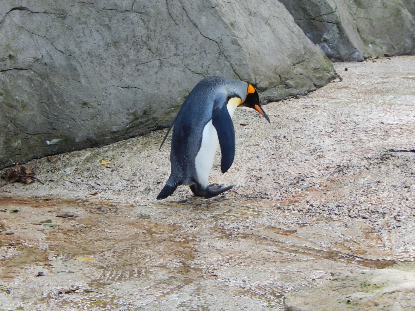King penguin 030821