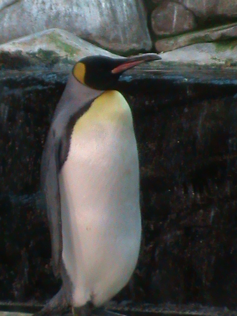 king penguin 030910