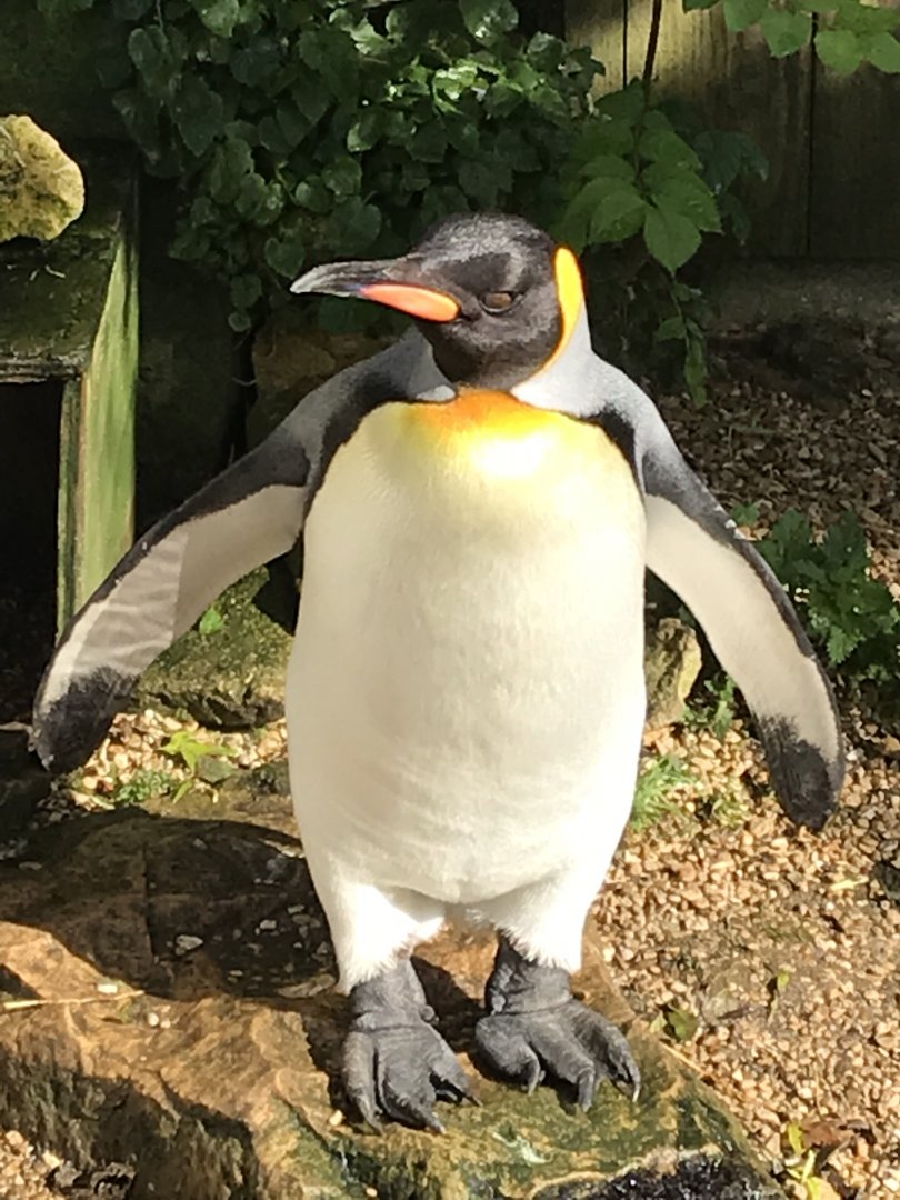 King penguin 081019