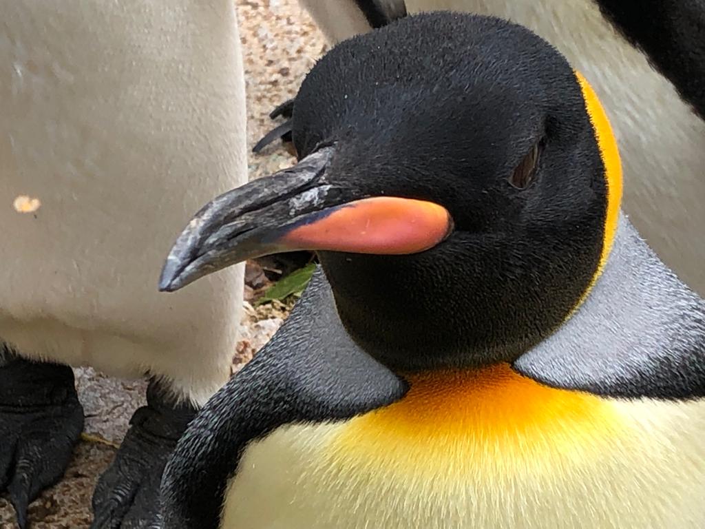 King penguin 081019
