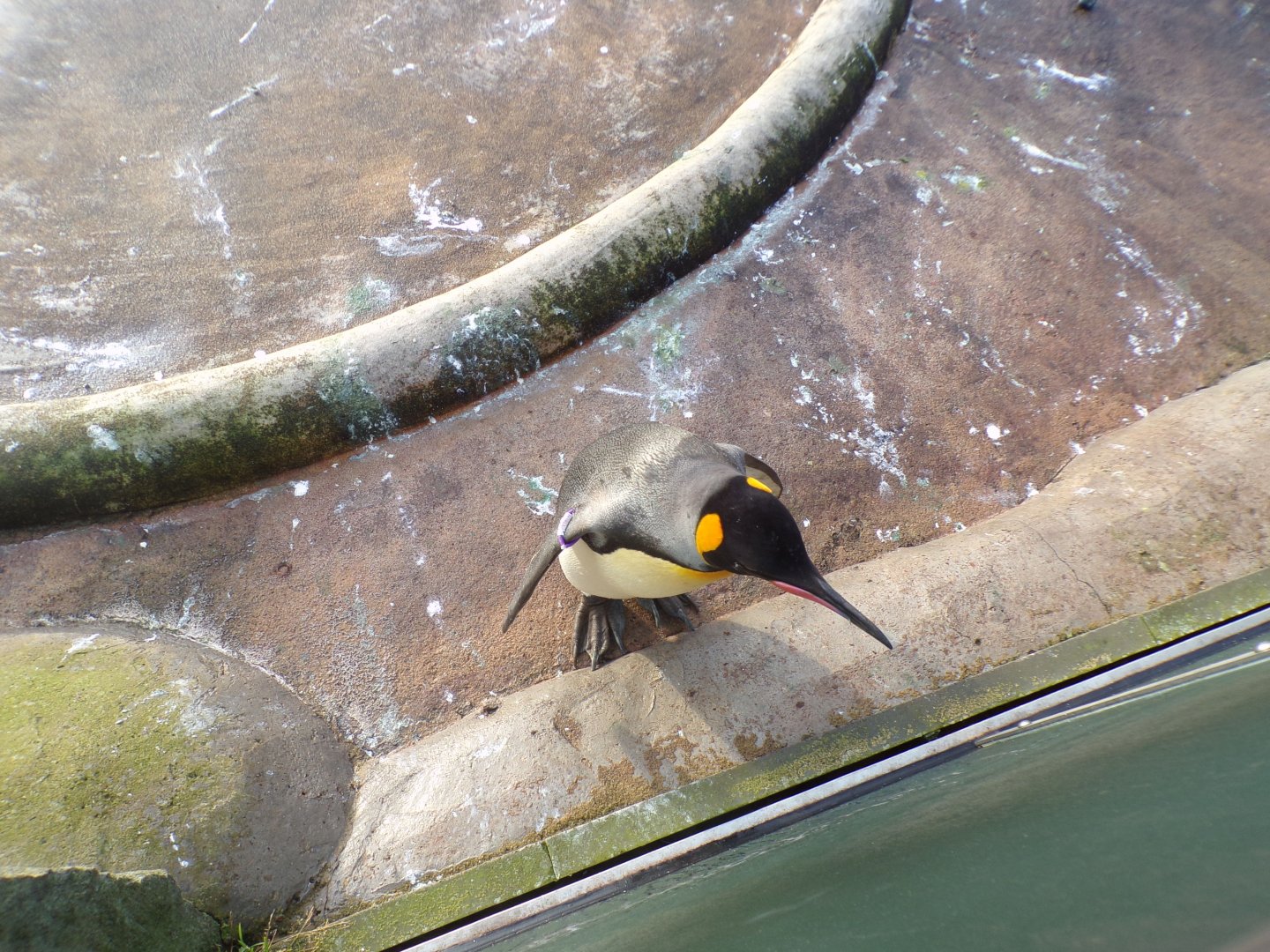 King penguin 13.1.24