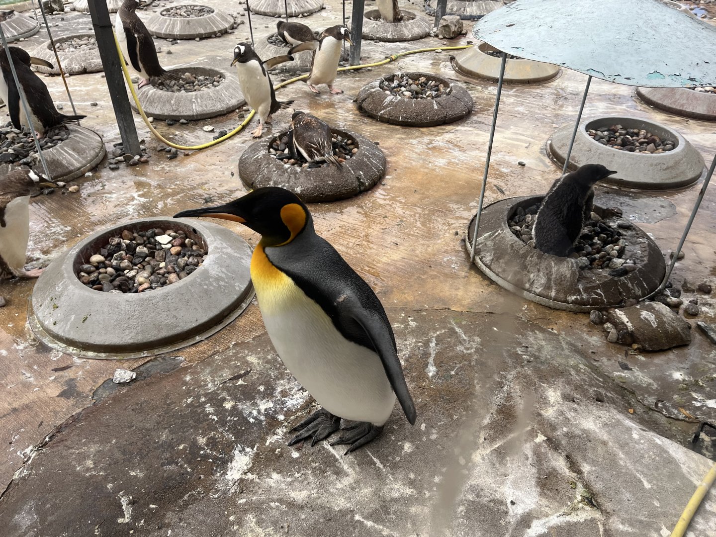 King penguin 19.7.23